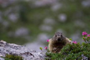 Una Finestra Sulle Dolomiti